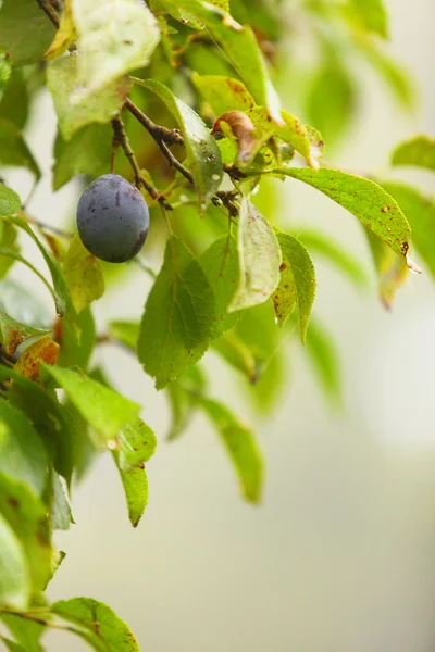 Ciruela púrpura creciendo en el árbol . — Foto de Stock