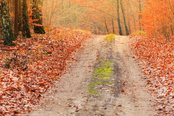 Country road in the forest — Stock Photo, Image