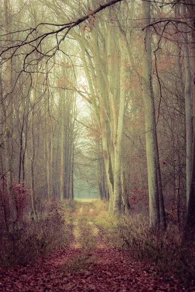 森の中の田舎道 — ストック写真