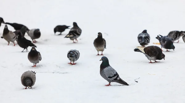 Manada de palomas en la calle de la ciudad — Foto de Stock