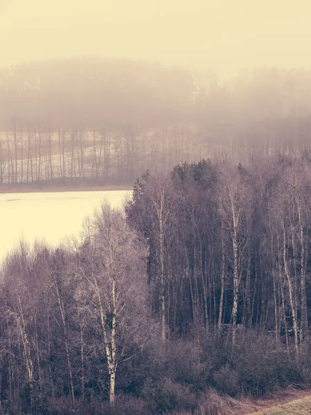 Campos e árvores no inverno — Fotografia de Stock