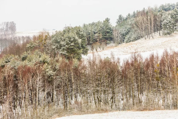 Деревья в поле, покрытые снегом . — стоковое фото