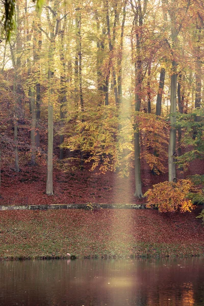 Zonnestralen trog herfst bomen — Stockfoto