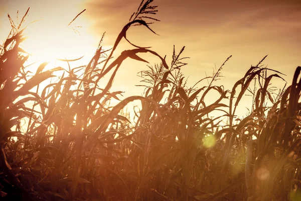 Veld bij de zonsondergang — Stockfoto