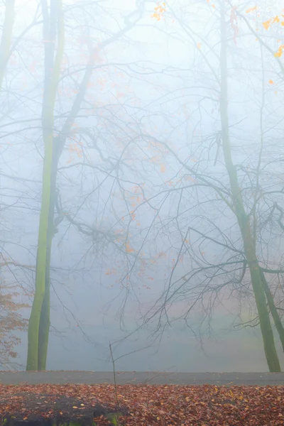 Φθινόπωρο πάρκο ομιχλώδη ημέρα — Φωτογραφία Αρχείου