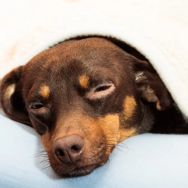 Cane che dorme sul letto — Foto Stock