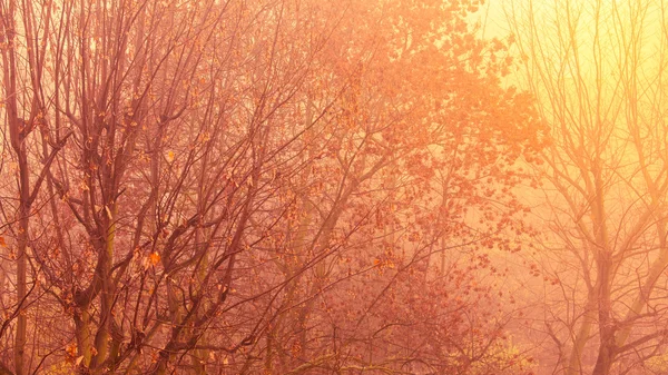 Luminosi alberi autunnali nella foresta — Foto Stock