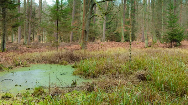 Лісове болото з стоячою водою . — стокове фото