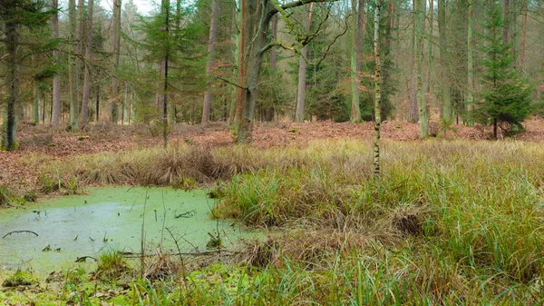 Waldmoor mit stehendem Wasser. — Stockfoto