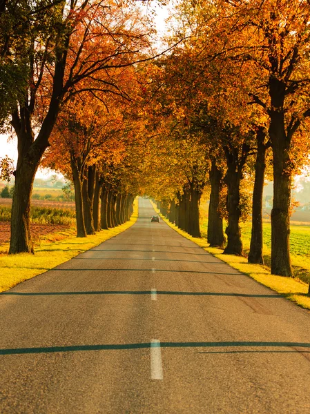 Road in autumn park — Stock Photo, Image