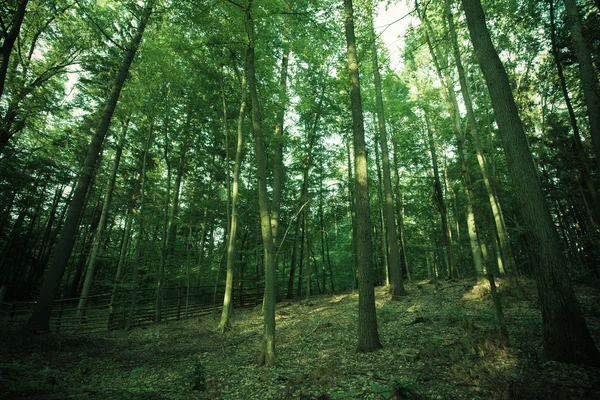 Arbres dans la forêt et clôture en bois — Photo