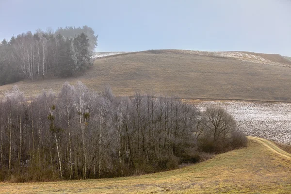 Árvores no campo cobertas de neve . — Fotografia de Stock