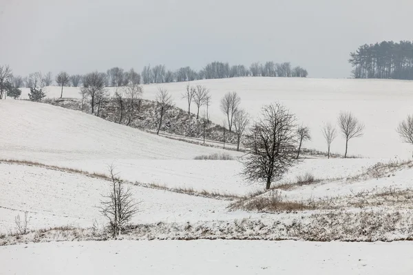 Árboles en el campo cubiertos de nieve . — Foto de Stock