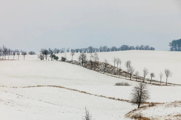 Árboles en el campo cubiertos de nieve . — Foto de Stock