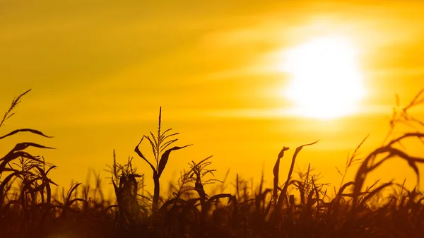 Захід сонця над кукурудзяним полем — стокове фото