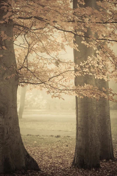 Bomen in het herfstpark — Stockfoto