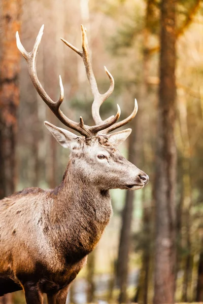 Red deer hert in herfst bos — Stockfoto