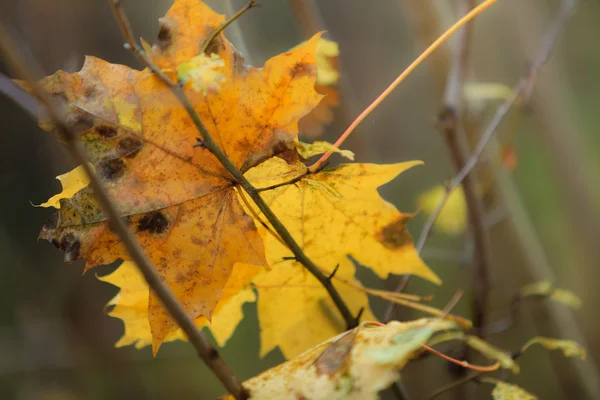 Maple leaf in forest — Stock Photo, Image