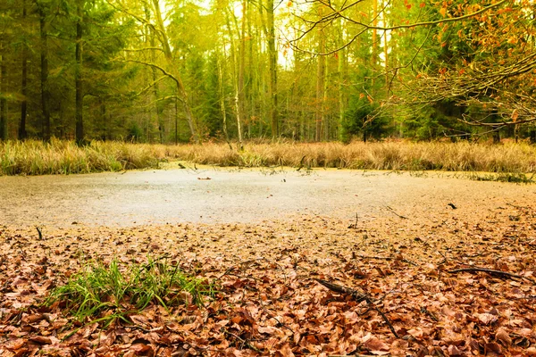 在秋天的森林沼泽 — 图库照片