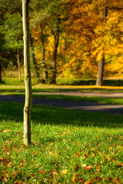 Green grassy lawn — Stock Photo, Image