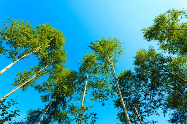 Ağaçlar mavi gökyüzüne karşı. — Stok fotoğraf