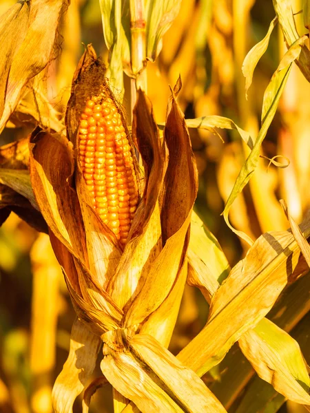 Dry corn on the stalk — Stock Photo, Image