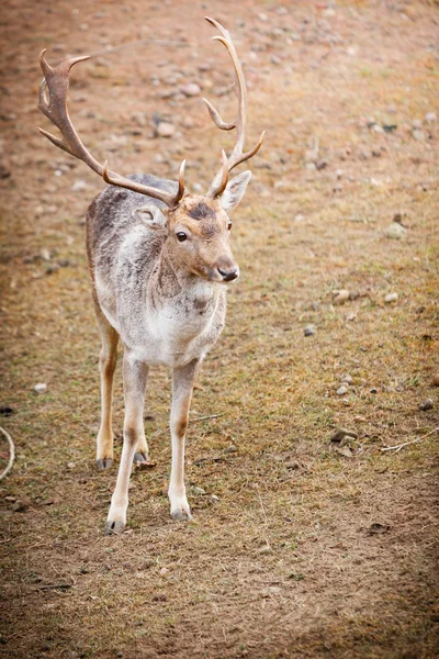 Red deer hert in herfst bos — Stockfoto