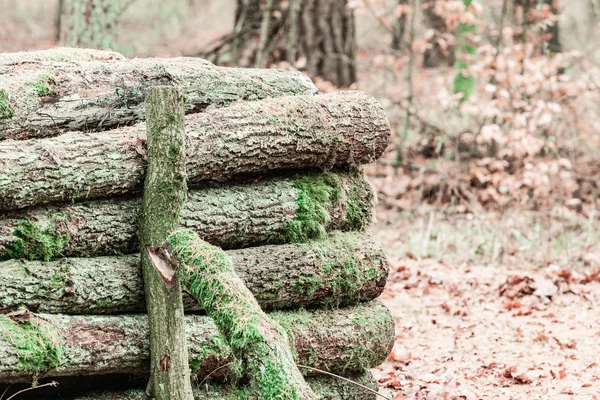 Ξυλεία logging μέσα Φθινόπωρο δάσος. — Φωτογραφία Αρχείου