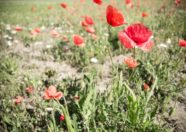 Campo di papaveri . — Foto Stock