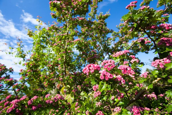 Bloosoming pink flowers of hawthorn tree — Stock Photo, Image