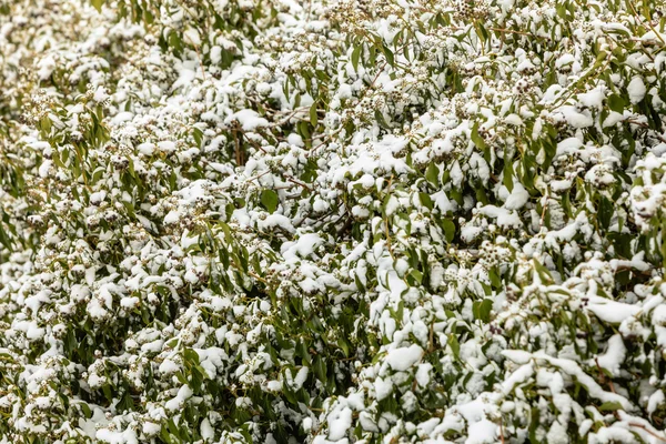 Verse sneeuw op groene plant — Stockfoto