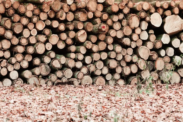 Logs piled up. — Stock Photo, Image