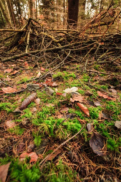 Feuilles sur le sol forestier — Photo