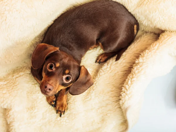 Hund avkopplande på säng hemma — Stockfoto