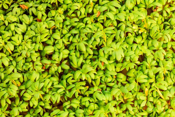 Primo piano di crescione di giardino — Foto Stock