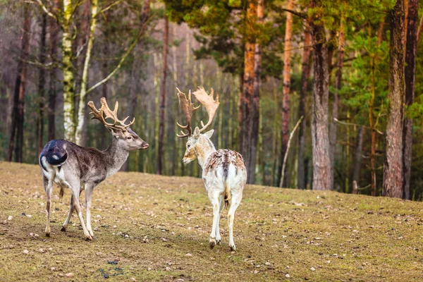 Male deer in the wild — Stock Photo, Image