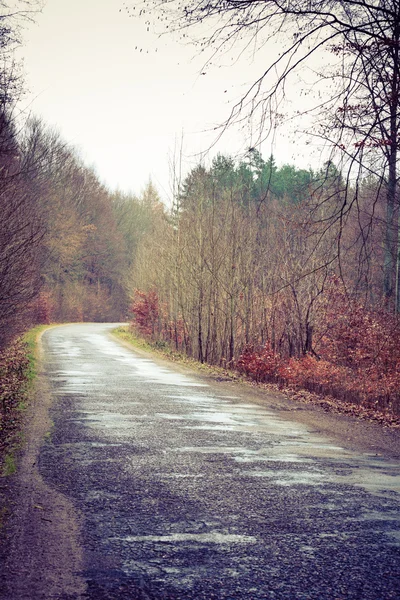 森林中的乡村道路 — 图库照片