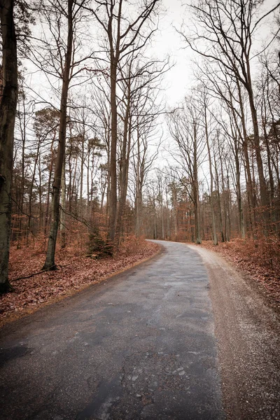 Route de campagne dans la forêt — Photo