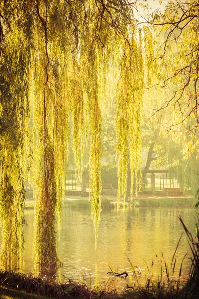 Park with pond and willow trees — Stock Photo, Image