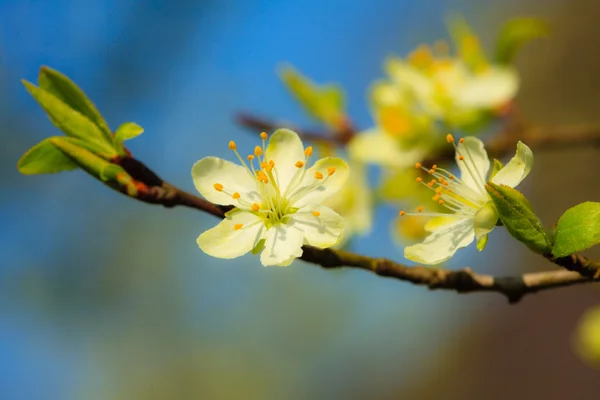 Aard. Witte bloemen op de tak van appelboom — Stockfoto