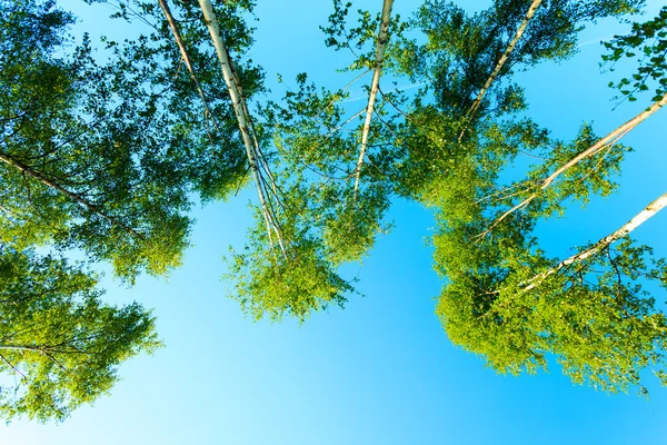 Bäume gegen den blauen Himmel. Sommerliche Szenerie — Stockfoto