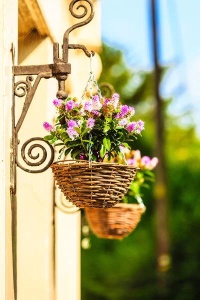 Flowers in hanging baskets — Stock Photo, Image