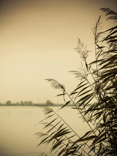 Canne contro l'acqua sulla riva del lago — Foto Stock