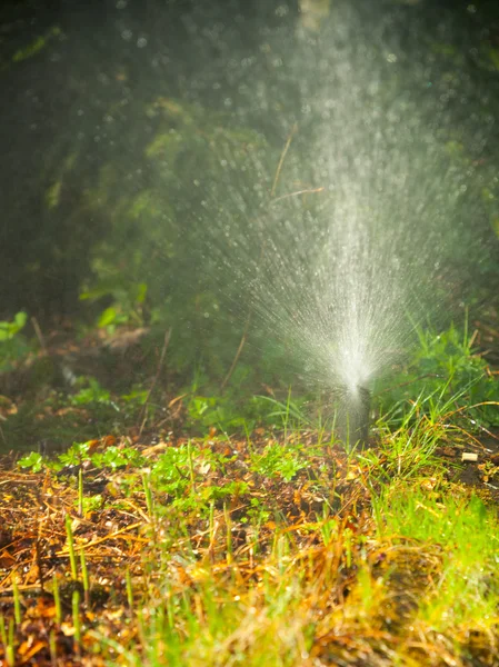 Trädgårdsarbete. Gräsmatta sprinkler sprutning vatten över gräs. — Stockfoto