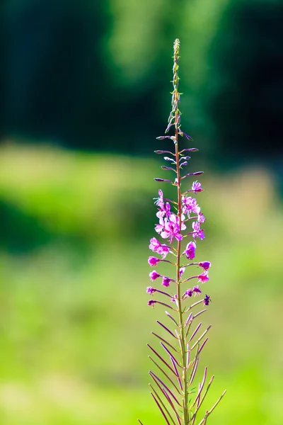 Fleur Violette sur prairie — Photo