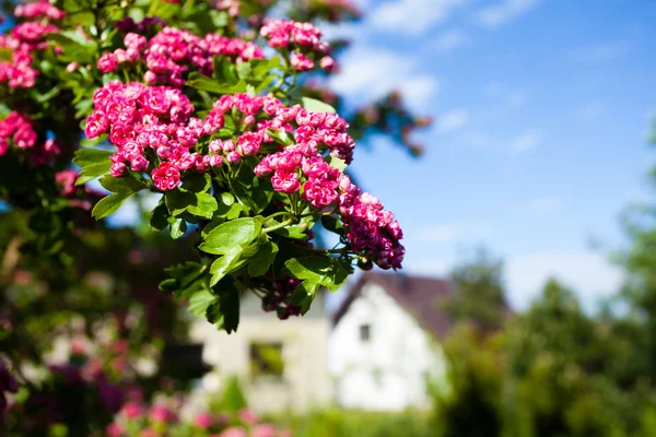 บลูมิ่ง ดอกไม้สีชมพู — ภาพถ่ายสต็อก