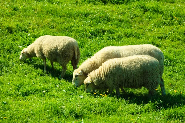 Schafe auf schöner Wiese — Stockfoto