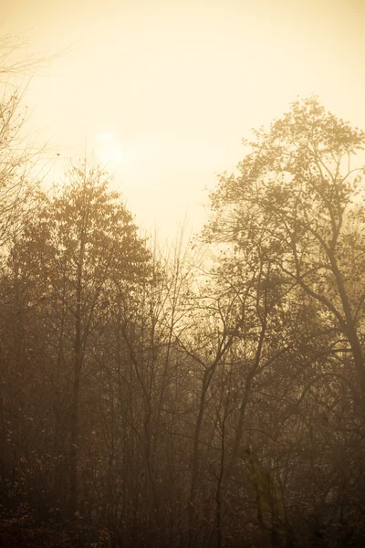 Landscape on the foggy  day. — Stock Photo, Image