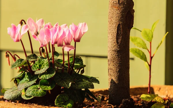 Pink flowers in the garden. — Stock Photo, Image