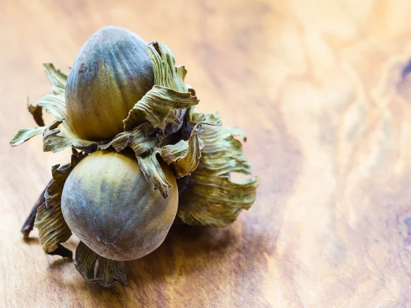 Hazelnuts   in the hard shell. — Stock Photo, Image